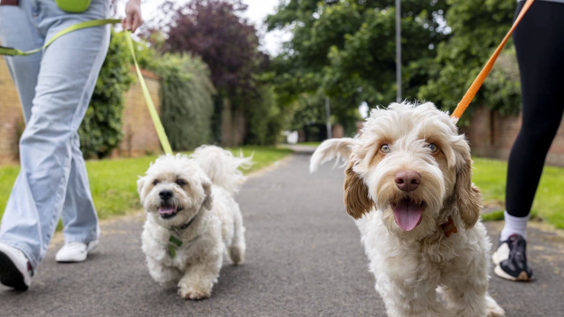 Quelle assurance choisir selon le profil de son chien