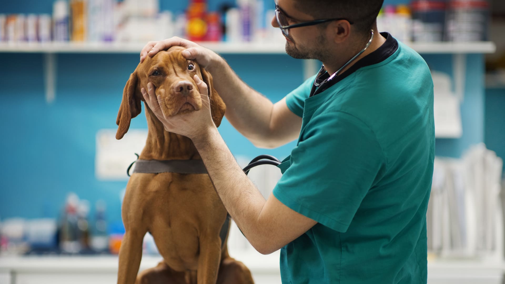 Ulcère oeil chez le chien