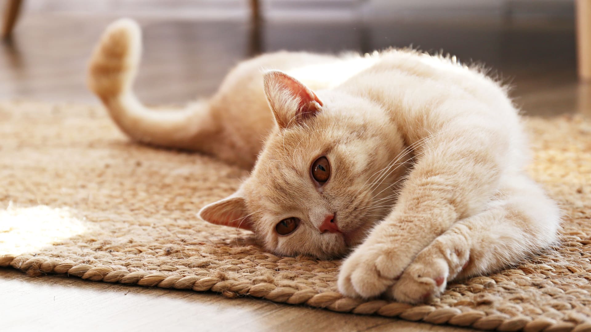 Les bienfaits du chat
