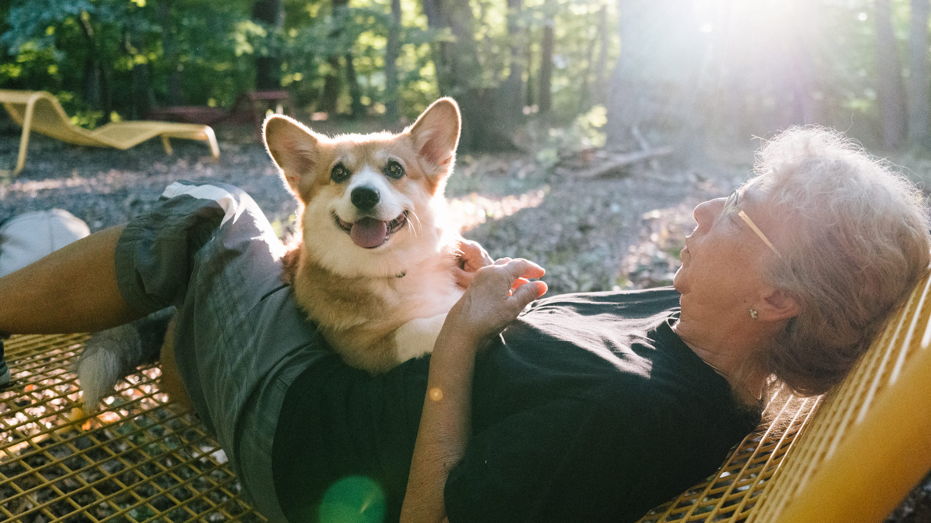 Quelle assurance animaux pour un Welsh Corgi ?