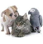 Assurance animaux de compagnie