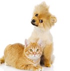 assurance animaux domestiques