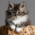 Chats de race
