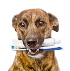 assurance chien bâtard