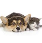 assurance chien chat