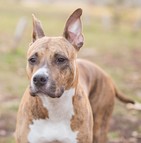 assurance chien de chasse