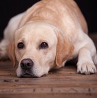 Assurance chien de race