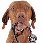 Assurance pour chien de concours