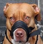 Mutuelle chien dangereux