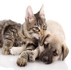 Changement statut animaux