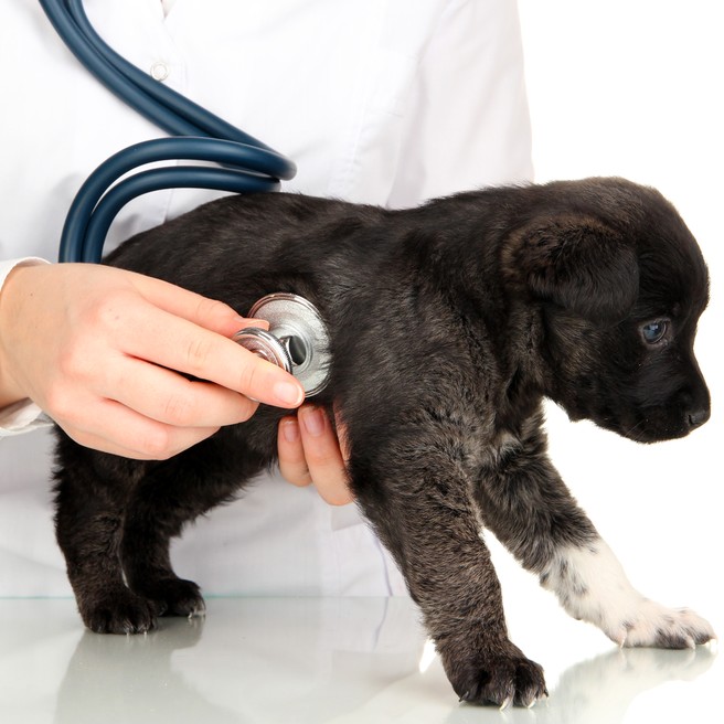 Chien vétérinaire