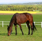 Assurance cheval