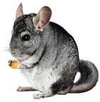 Assurance pour chinchilla