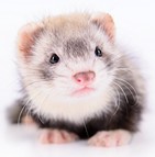 assurance furet