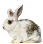 Assurance pour lapin