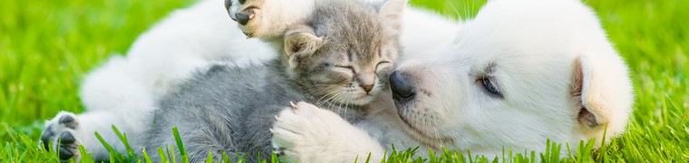 RÃ©sultat de recherche d'images pour "chatons chiots"