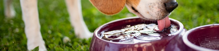 La canicule représente un danger pour les chats et les chiens