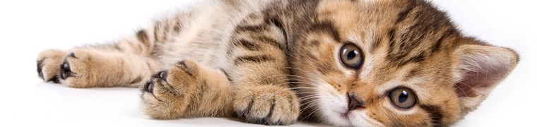 chat animal favori francais