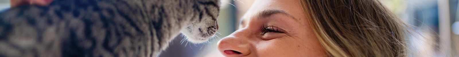 Les chats autant que les chiens peuvent se montrer très affectueux envers leurs maîtres