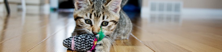 Les chats domestiques du Nouveau-Brunswick pourront aussi garder leurs griffes