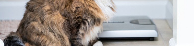 Les chats sont de plus en plus touchés par les problèmes d’obésité