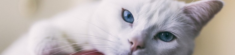 Les chats stérilisés seraient plus heureux