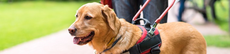 Les chiens pour diabétiques préviennent les crises d’hypoglycémie