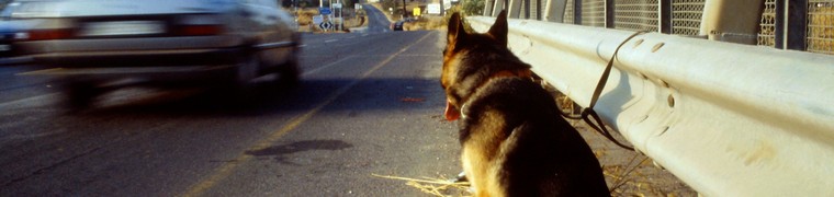 Une future proposition de loi vise à mettre fin aux abandons d’animaux de compagnie