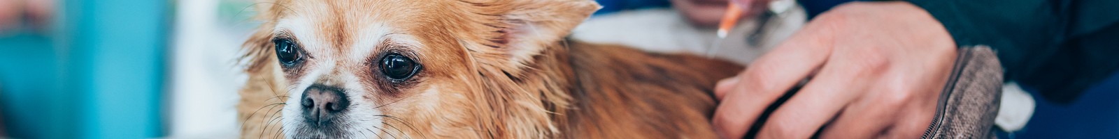 De moins en moins d’euthanasies sur les animaux sont recensées aux États-Unis