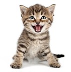 La mutuelle pour chaton