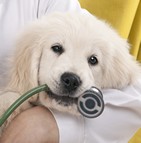 Assurance chiot (mutuelle santé)