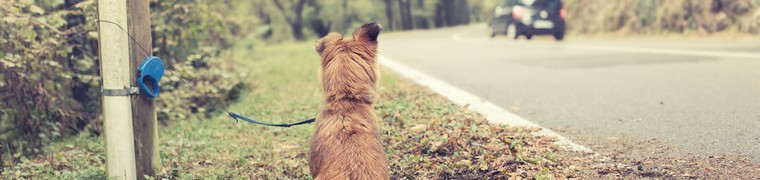Une plateforme fournit des conseils pour lutter contre l’abandon des animaux de compagnie