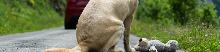 Première journée mondiale à laisser les animaux de compagnie
