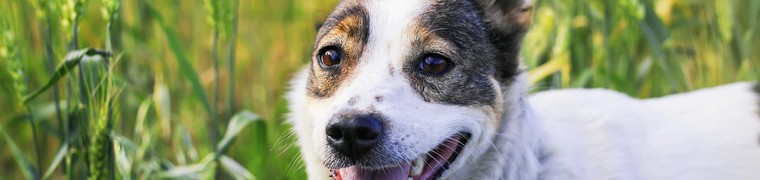 Protéger les animaux de compagnie contre les épillets