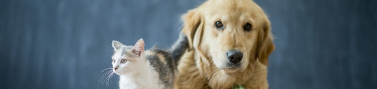 Quel animal domestique est éligible à l’achat auprès d’une animalerie californienne ?