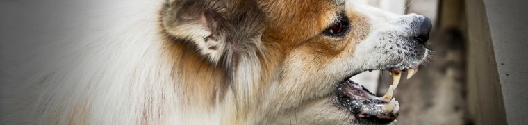 La rage : un fléau toujours aussi meurtrier